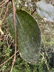 Andesanthus