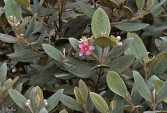 Rhodomyrtus tomentosa