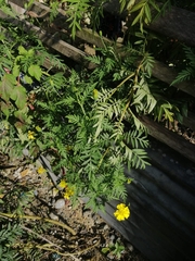 Tagetes erecta