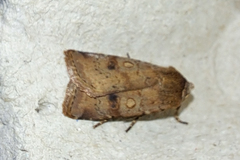 Cerastis faceta