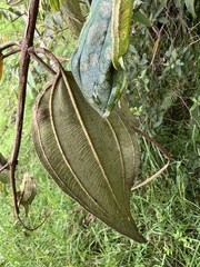 Andesanthus