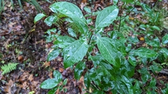 Cinnamomum camphora