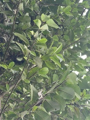 Ficus americana