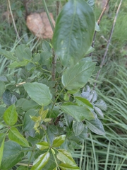 Heteromorpha arborescens abyssinica