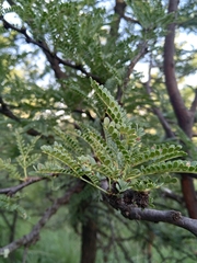 Vachellia robusta
