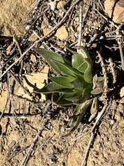 Dudleya