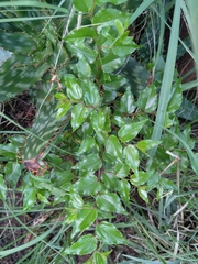 Ziziphus mucronata