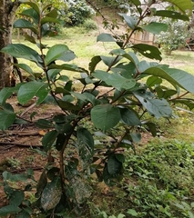 Psidium guajava image