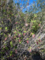 Ribes malvaceum