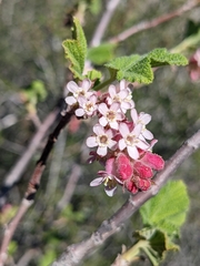 Ribes malvaceum