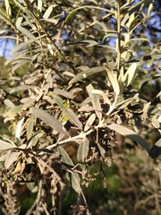 Buddleja saligna