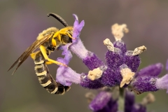 Halictus scabiosae