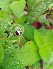 Alagoasa trifasciata