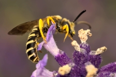 Halictus scabiosae