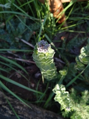 Hypericum aethiopicum