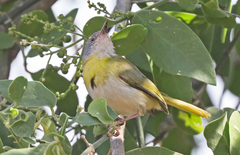 Apalis flavida