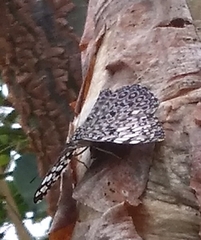 Hamadryas feronia