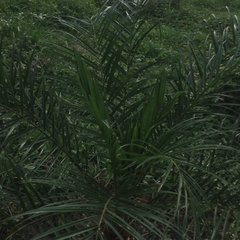 Arecaceae