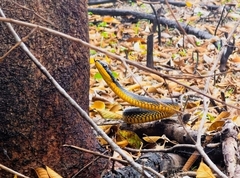 Phrynonax poecilonotus