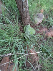Kalanchoe thyrsiflora