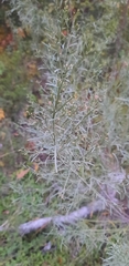 Baccharis neglecta