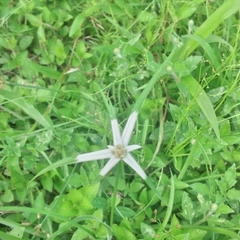 Rhynchospora colorata