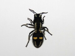 Hoplomutilla