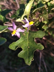 Solanum campylacanthum