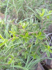 Diospyros lycioides
