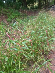 Persicaria minor