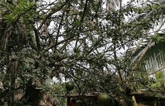 Crescentia cujete