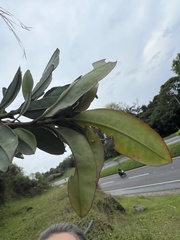 Bejaria
