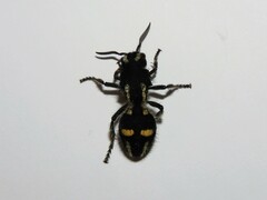 Hoplomutilla