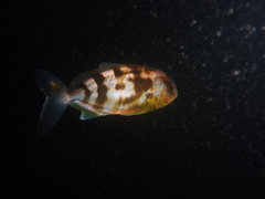 Seriola hippos