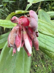 Cavendishia pubescens