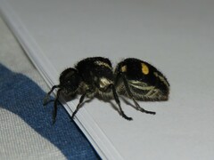 Hoplomutilla