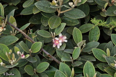 Rhodomyrtus tomentosa