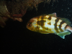 Seriola hippos