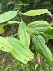 Cavendishia pubescens