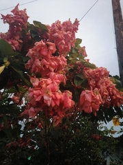 Mussaenda philippica