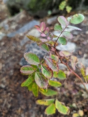 Rosa nutkana