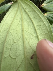 Cavendishia pubescens