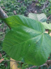 Urticaceae