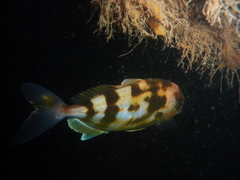 Seriola hippos