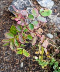 Rosa nutkana