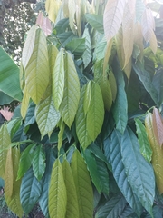 Theobroma cacao