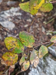 Rosa nutkana