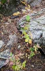 Rosa nutkana