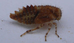 Macropsis scotti