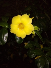 Allamanda schottii